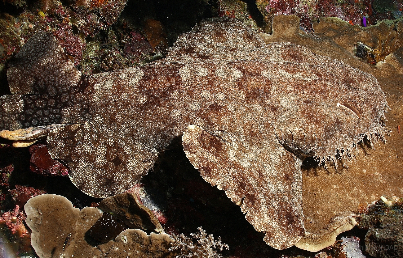 Raja Ampat 2016 - Eucrossorhinus Daypogon - Tasselled Wobbegon - Requin Tapis barbus - IMG_5325_rc.jpg